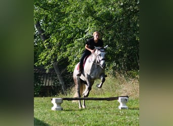 Quarter horse américain, Hongre, 7 Ans, Gris