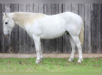 Quarter horse américain, Hongre, 7 Ans, Gris