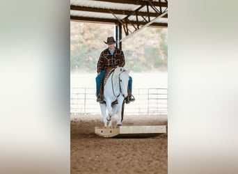 Quarter horse américain, Hongre, 7 Ans, Gris
