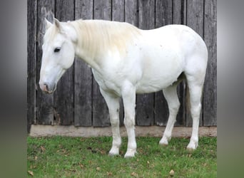 Quarter horse américain, Hongre, 7 Ans, Gris