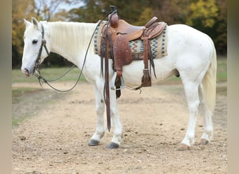 Quarter horse américain, Hongre, 7 Ans, Gris