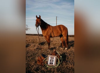 Quarter horse américain, Hongre, 7 Ans, Isabelle