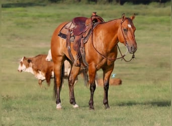 Quarter horse américain, Hongre, 7 Ans, Isabelle