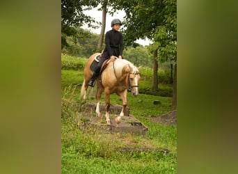 Quarter horse américain, Hongre, 7 Ans, Palomino