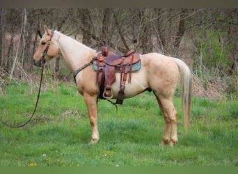 Quarter horse américain, Hongre, 7 Ans, Palomino