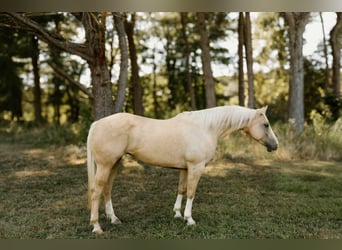 Quarter horse américain, Hongre, 7 Ans, Palomino