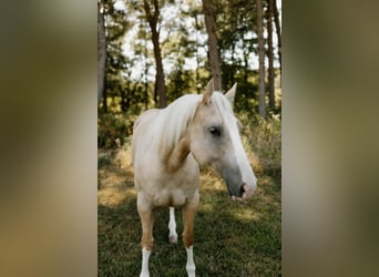Quarter horse américain, Hongre, 7 Ans, Palomino