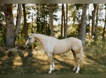 Quarter horse américain, Hongre, 7 Ans, Palomino