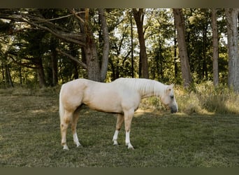Quarter horse américain, Hongre, 7 Ans, Palomino