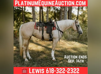 Quarter horse américain, Hongre, 7 Ans, Palomino