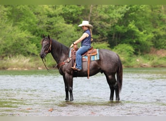 Quarter horse américain, Hongre, 7 Ans, Rouan Bleu