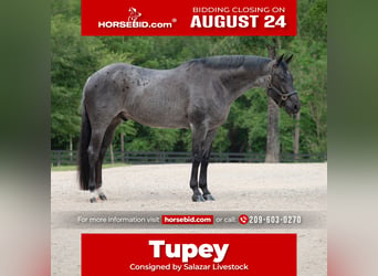 Quarter horse américain, Hongre, 7 Ans, Rouan Bleu