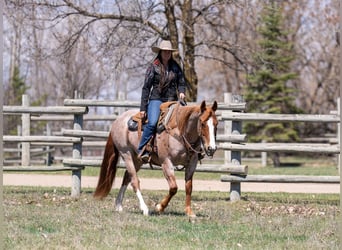 Quarter horse américain, Hongre, 7 Ans, Rouan Rouge