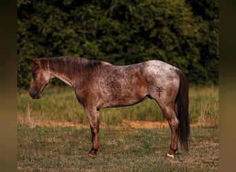 Quarter horse américain, Hongre, 7 Ans, Rouan Rouge