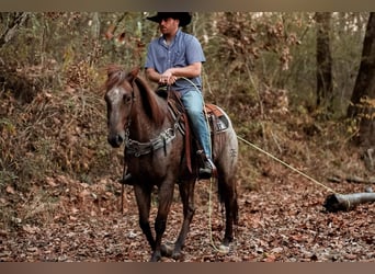 Quarter horse américain, Hongre, 7 Ans, Rouan Rouge