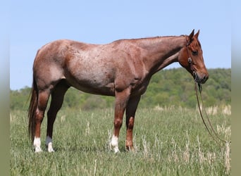 Quarter horse américain, Hongre, 7 Ans, Rouan Rouge