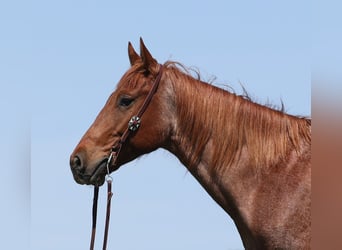 Quarter horse américain, Hongre, 7 Ans, Rouan Rouge