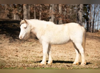 Quarter horse américain, Hongre, 8 Ans, 122 cm, Rouan Rouge