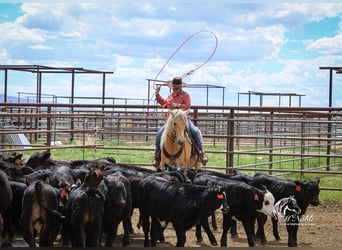 Quarter horse américain, Hongre, 8 Ans, 140 cm, Palomino