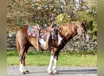 Quarter horse américain, Hongre, 8 Ans, 140 cm, Tobiano-toutes couleurs
