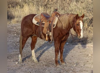 Quarter horse américain, Hongre, 8 Ans, 142 cm, Alezan brûlé