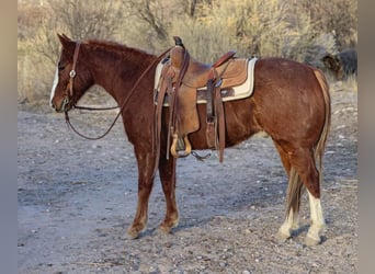 Quarter horse américain, Hongre, 8 Ans, 142 cm, Alezan brûlé
