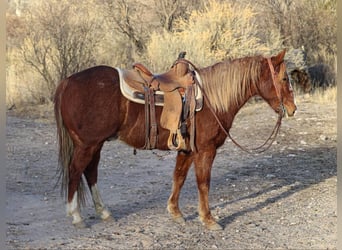 Quarter horse américain, Hongre, 8 Ans, 142 cm, Alezan brûlé