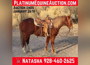 Quarter horse américain, Hongre, 8 Ans, 142 cm, Alezan brûlé