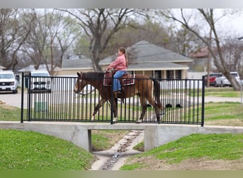 Quarter horse américain, Hongre, 8 Ans, 142 cm, Bai cerise