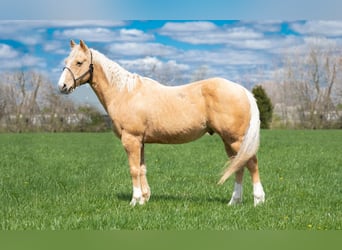 Quarter horse américain, Hongre, 8 Ans, 142 cm, Palomino