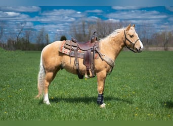 Quarter horse américain, Hongre, 8 Ans, 142 cm, Palomino