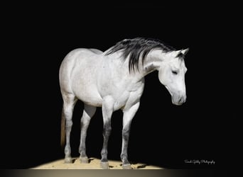 Quarter horse américain, Hongre, 8 Ans, 145 cm, Gris pommelé