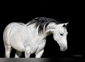 Quarter horse américain, Hongre, 8 Ans, 145 cm, Gris pommelé