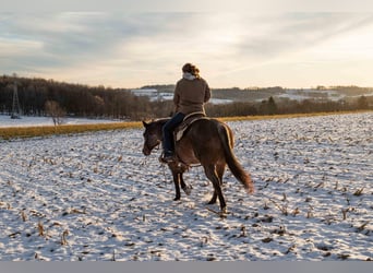Quarter horse américain, Hongre, 8 Ans, 145 cm, Roan-Bay
