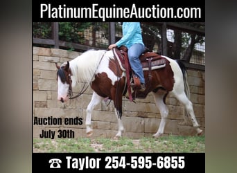 Quarter horse américain, Hongre, 8 Ans, 145 cm, Tobiano-toutes couleurs