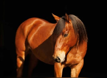 Quarter horse américain, Hongre, 8 Ans, 147 cm, Bai cerise