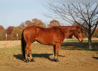 Quarter horse américain, Hongre, 8 Ans, 147 cm, Bai cerise