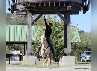 Quarter horse américain, Hongre, 8 Ans, 147 cm, Cremello