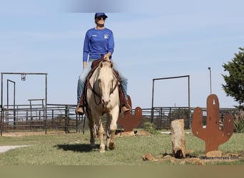 Quarter horse américain, Hongre, 8 Ans, 147 cm, Cremello