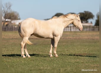 Quarter horse américain, Hongre, 8 Ans, 147 cm, Cremello