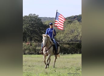 Quarter horse américain, Hongre, 8 Ans, 147 cm, Cremello