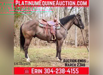 Quarter horse américain, Hongre, 8 Ans, 147 cm, Grullo