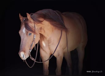 Quarter horse américain, Hongre, 8 Ans, 147 cm, Isabelle