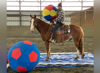Quarter horse américain Croisé, Hongre, 8 Ans, 147 cm, Rabicano