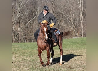 Quarter horse américain, Hongre, 8 Ans, 147 cm, Rouan Rouge