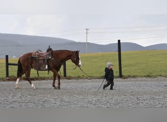 Quarter horse américain, Hongre, 8 Ans, 150 cm, Alezan brûlé