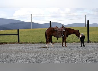 Quarter horse américain, Hongre, 8 Ans, 150 cm, Alezan brûlé