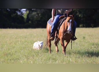 Quarter horse américain, Hongre, 8 Ans, 150 cm, Alezan brûlé
