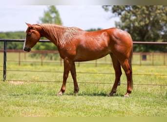 Quarter horse américain, Hongre, 8 Ans, 150 cm, Alezan brûlé