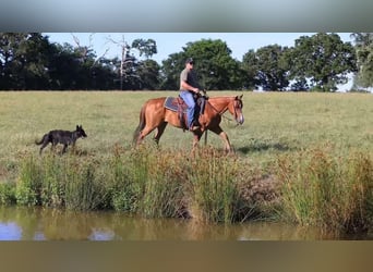 Quarter horse américain, Hongre, 8 Ans, 150 cm, Alezan brûlé